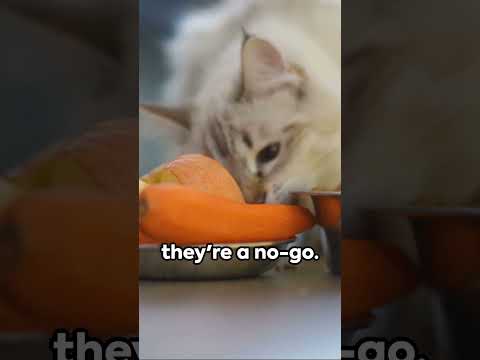 Unexpected Feline Food Frenzy, Food Your Ctas Can Go Crazy For, Olive, Sweetcorn, Chips #cat #cats