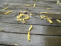 48 banana slugs on the go - time lapse