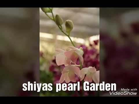 Sheeja pearl Garden umayanalloor kollam