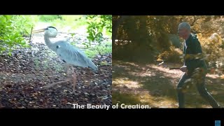 St. Lenox – “The Great Blue Heron (Song of Solomon)”