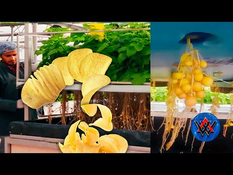 How to Hydroponic Potato Farming | Potato Farming without Soil | Morden Potato agricultur Technology