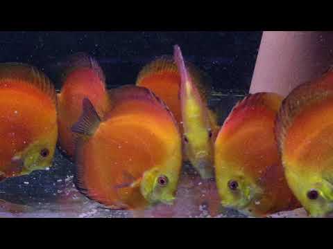 Juvenile Red Melone Discus Group