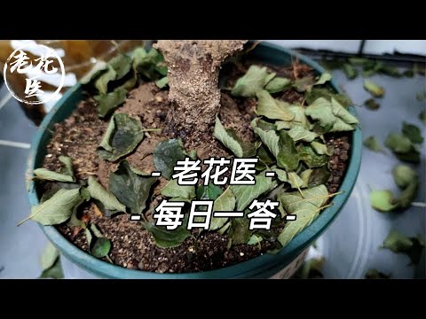 琴葉榕葉子一碰就掉