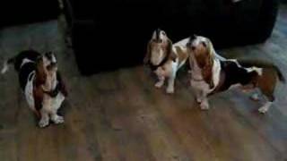 Basset hound concerto
