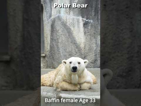 youtube-動物記事1970/01/01 09:00:00