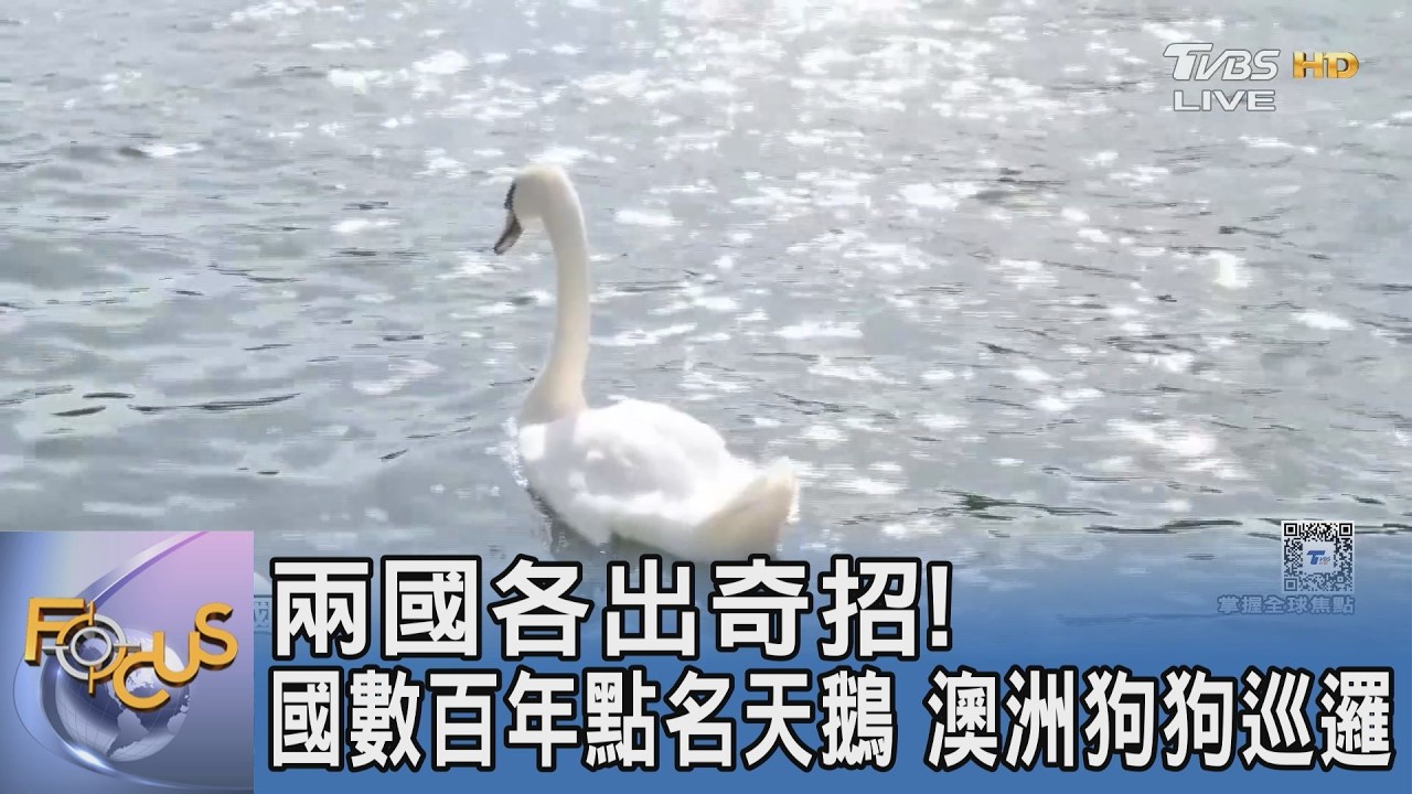 英國數百年點名天鵝、澳洲狗狗巡邏!兩國保育野生動物各出奇招