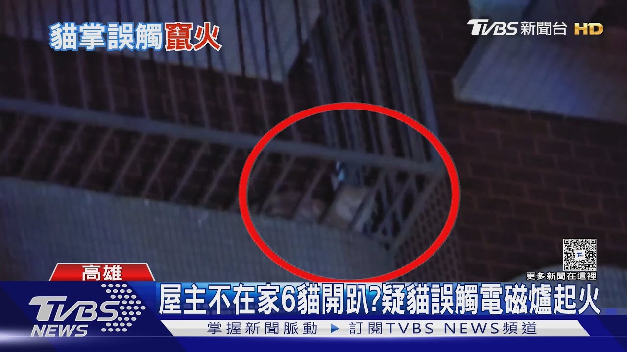 6貓趁主人不在開趴?疑誤觸電磁爐起火 嚇到躲鄰宅