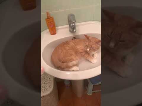 Cat sleeping in the bathroom sink