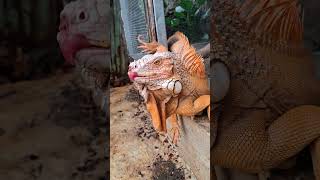 Download lagu Tough stud #iguanapets #ytshorts #asmr mp3 Download lagu Tough stud #iguanapets #ytshorts #asmr mp3