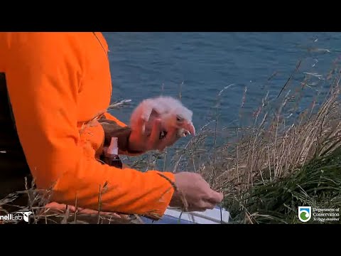 Royal Albatross - Morning check up and weighing for little Plateau RoyalCam chick 🐣👑