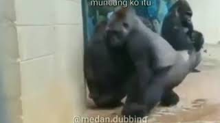 Download lagu Medan dubbing 😋😂 lucu mp3