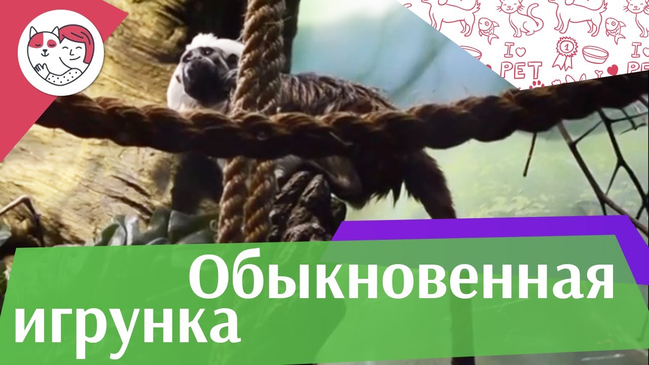Обыкновенная игрунка уистити или белоухая мармозетка на ilikepet