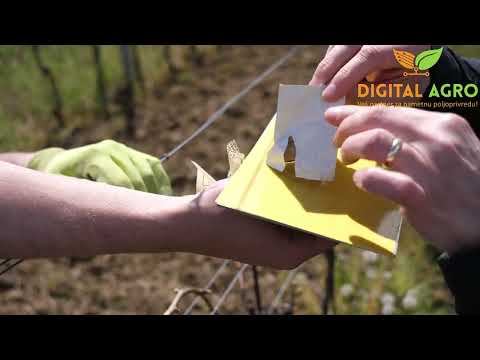 How to replace sticky plate - iScout Pheromone