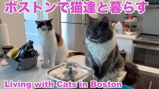 ボストンで猫達と暮らす【Living with Cats in Boston】