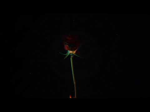 Reed Wonder, Aurora Olivas - Fatal Attraction