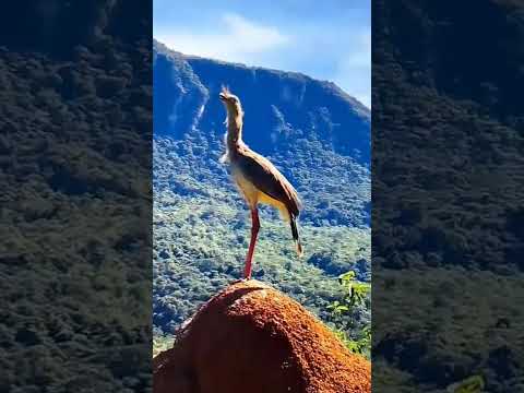 Apreciando essa linda Siriema e lindas vegetações!!  #minasgeraisbrasil #paisagemnatural #vidanaroça