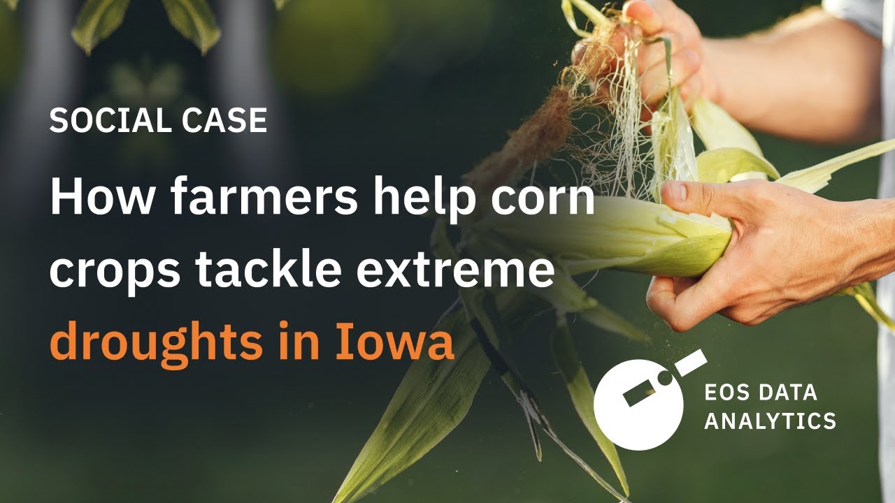 How Farmers Help Corn Crops Tackle Droughts In Iowa: Environmental Case Study by EOS Data Analytics
