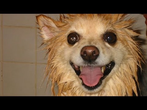 YouTube video about: How to dry a dog after a bath?