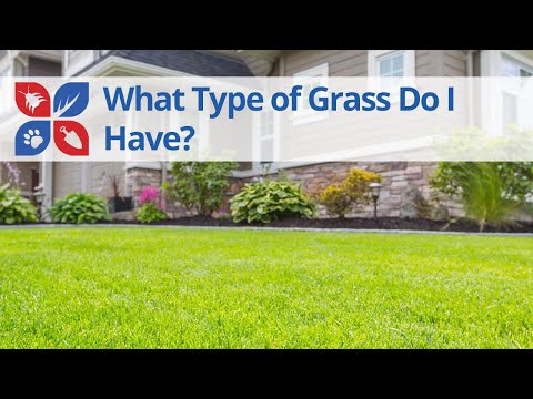  How to Identify Your Grass Type Video 