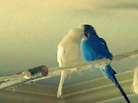 Wahre Liebe gibt es nur unter Männchen :-))