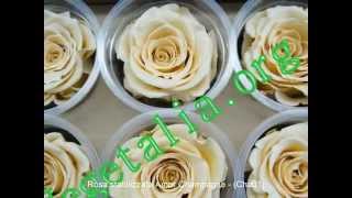 preview picture of video 'Rose naturali stabilizzate  ROSA AMOR  - Vegetalia . org'