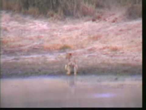 Lioness and Buffalo at Water Hole - Djuma