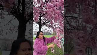 Download lagu Are cherry blossoms only found in Japan? #shortvideo #blossom #sakurajapan #japan #viralvideo mp3