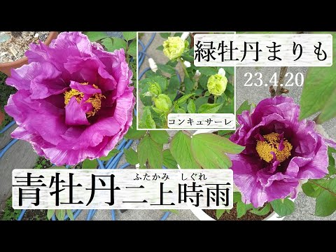 牡丹:春のバラ 植物