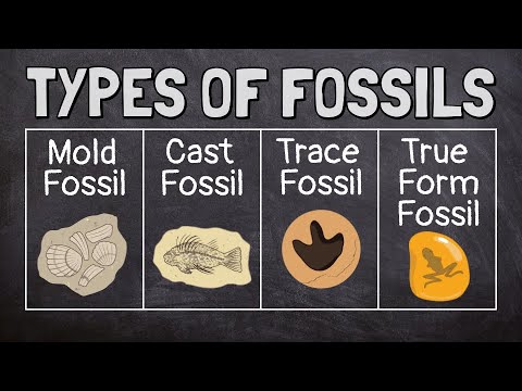 What Are Fossils?