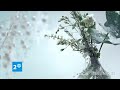 SVT1 Jul Ident 2008