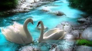 TU ME SOBREVUELAS - LOS BURROS