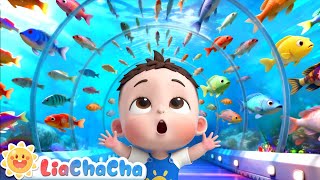 Download lagu Baby Visits the Aquarium | EP239 | Ocean Animals Song | Nursery Rhymes & Kids Songs | LiaChaCha mp3