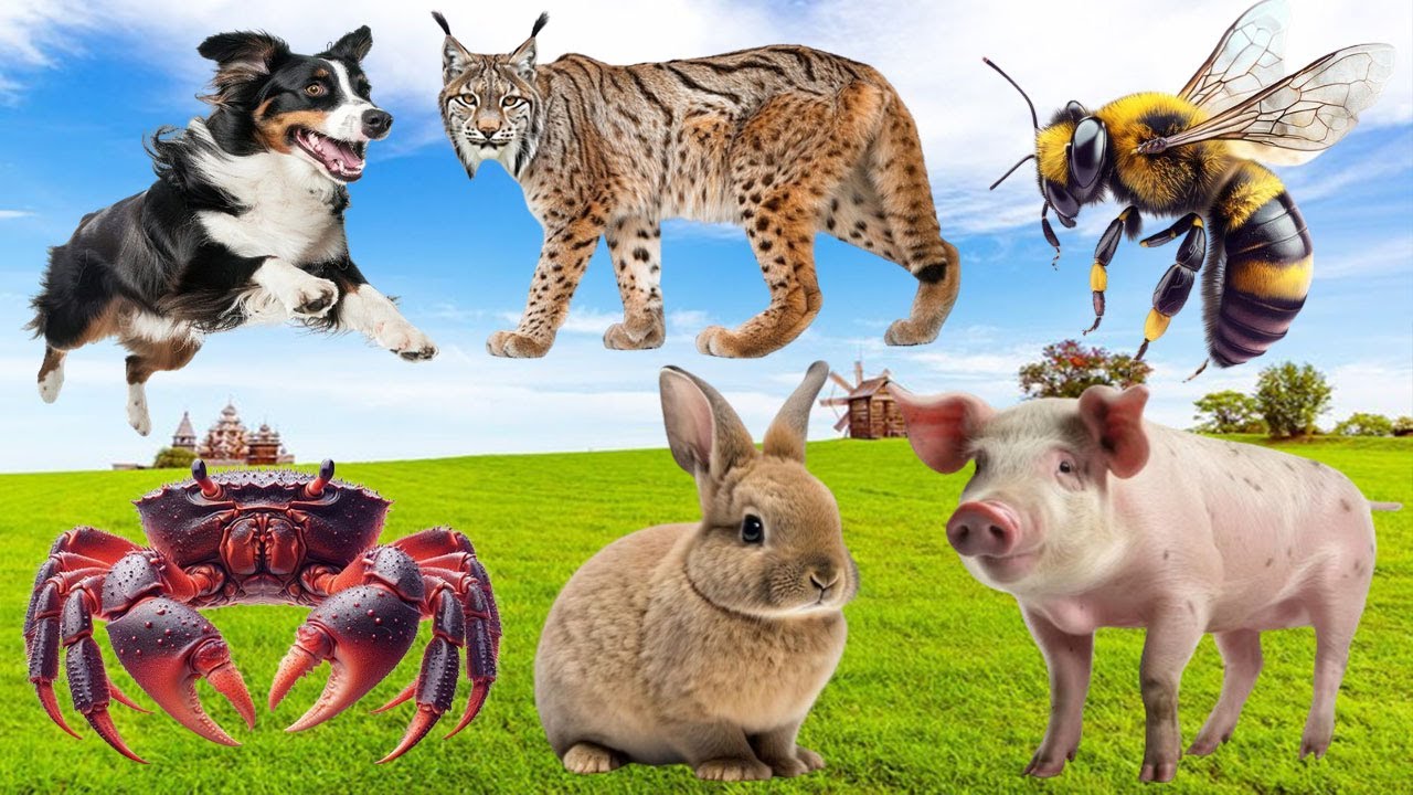 The Special Beauty of Animals - Bear, Elephant, Coyote, Moose, Hedgehog, Bee | Animal sounds