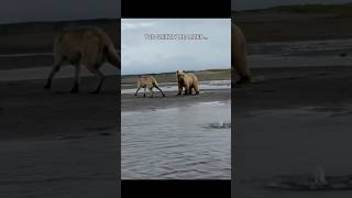 Grizzly Meets Wolf... Then This