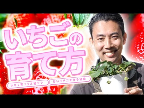 イチゴの肥料はいつ、どのように与えるのですか？一番良い肥料は何でしょうか？  庭園