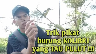 Download lagu Trik pikat burung kolibri yang tau pulut , Ampuh . khafa channel mp3