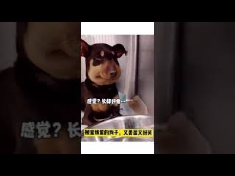 蜜蜂叮小狗
