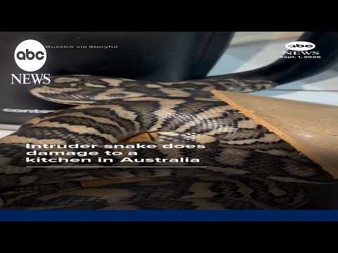 Intruder snake does damage to a kitchen in Australia