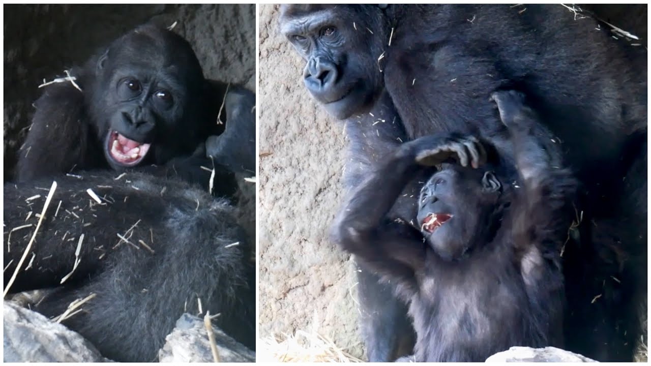 2-Year-Old Gorilla Playing With Her Brother