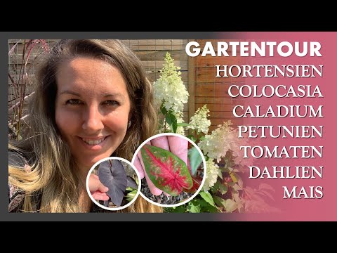 , title : 'Sommer Garten Tour  🌺🌸🌿 Colocasia, Caladium, Hortensien, Tomaten, Petunien, Dahlien, Begonien...'