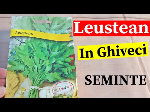 , title : 'Cultivare leustean din seminte in ghiveci'
