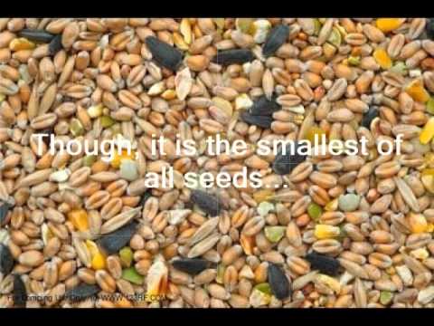 Click to Watch the Congregation for the Clergy on the Parables of the Kingdom: 11th Sunday In Ordinary Time  video