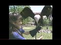 1996 Audubon S Animal Adventures Eagle Adventure VHS As Seen On The Disney Channel