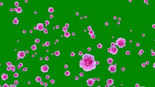 New Animation Rose Flowers Green Screen