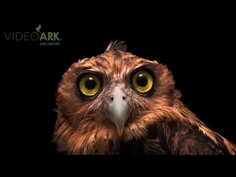 Philippine Eagle Owl call