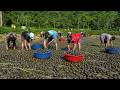 Binh Ngoc Su Huyen Join The Village S Giant Snail Harvest Traditional Mountain Life