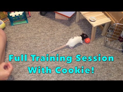 Full Training Session With Cookie The Rat!