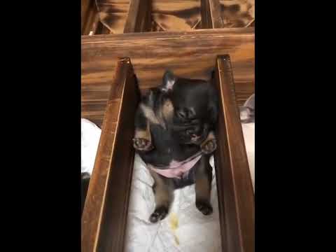 funniest animal videos of 2022 - funny golden retriever dogs and cutest golden puppies  V.18449 #fu