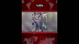 সড়ক প্রশস্তকরণে কাটা হচ্ছে দেড়শ বছরের পুরোনো বটগাছ l Environmental News l Deepto News