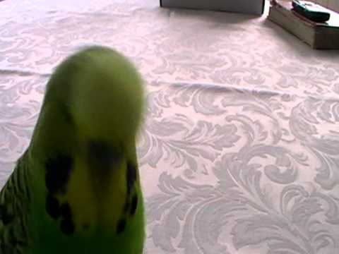 mluvící andulka Riči 5